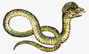 This Free Icons Png Design Of Peculiar Snake #656346