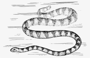 This Free Icons Png Design Of Sea Snake #656671