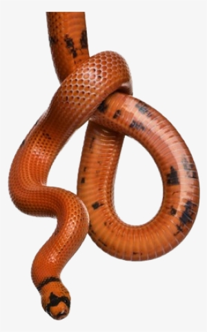 Snake - Snake Hanging #656758