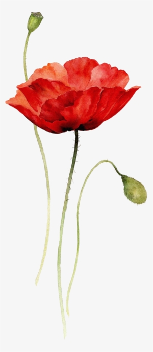 Poppies Watercolor Painting Paper Drawing - Red Poppy Watercolor Tattoo #656990