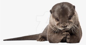 Otter On A Transparent Background - Custom Characteristic ( Animals Mammals Otter Fur Predator #657631 Otter On A Transparent Background - Custom Characteristic ( Animals Mammals Otter Fur Predator #657631