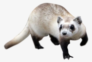 Ferret Png Vectors - Ferret Transparent #657730
