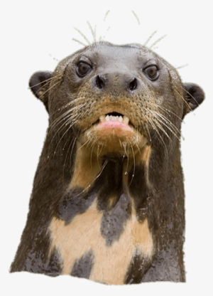 Angry Giant River Otter - Otter #657860