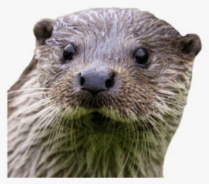 Otter Close Up - Otters Transparent Backgrounds #657949