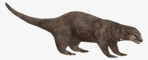 Otter Png Pic - Otter #658331
