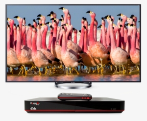 Free Hd Channels With Dish Tv Offers - David Attenborough Planet Earth Scene #658353