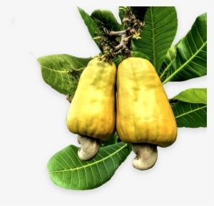 Exceptional Products - Cashew #658479