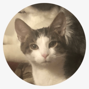 Otter - Cat #659037