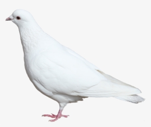 Dove Png - Белый Голубь Пнг #659497