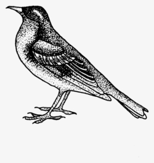 Songbird - Sketch Of Flora And Fauna #659500