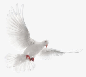 White Dove Flying Png - Голуби Png #659573