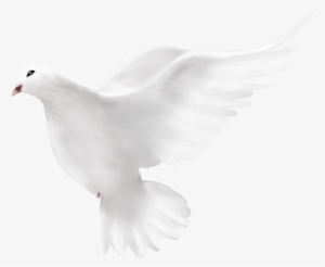 Dove Peace - حمامة Png #659738