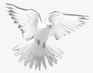 white dove png transparent white dove png image free download pngkey white dove png transparent white dove