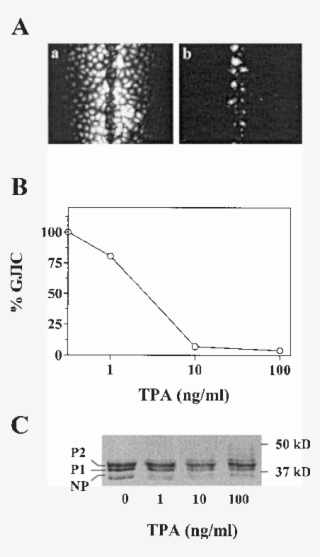 Cells Were Cultured Without (a) Or With 100 Ng/ml Tpa #6500244