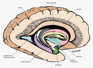 Amygdala Png #6503239