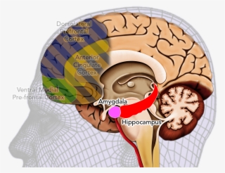 The Effective Deponent #6503294