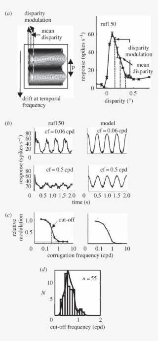 Use Of Disparity Corrugations To Estimate The Binocular #6503539