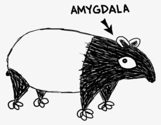 Amygdalatapir #6503546