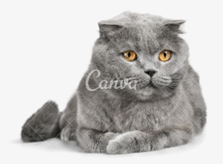 Clip Art Grey Scottish Fold #6504900