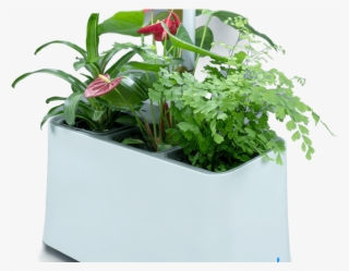 Plant-based Air Purifier, More Than Just Indoor Plants #6510063