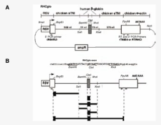 Rhcglo Splicing Reporter Plasmid #6513317