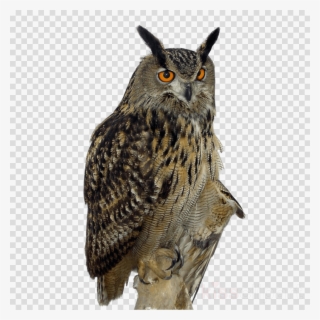 Owl Png Clipart Owl Clip Art #6530640 Owl Png Clipart Owl Clip Art #6530640