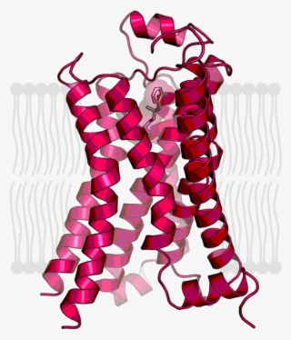Human Beta2 Adrenoreceptor In The Active State #6535049