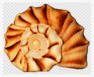 Spiral Seashell Clipart Seashell Spiral Snail #6535663