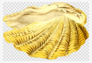 Seashell Clipart Seashell Clip Art #6535784