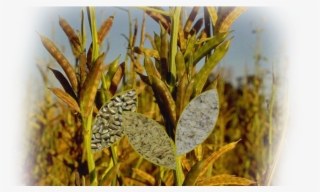 Parent Directory #6540124