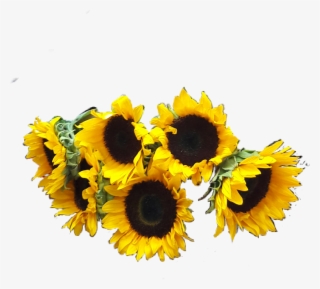 Girasoles Png #6541237 Girasoles Png #6541237