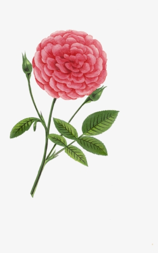 Vintage Flower Prints, Vintage Flowers, Rose Prints, #6550152