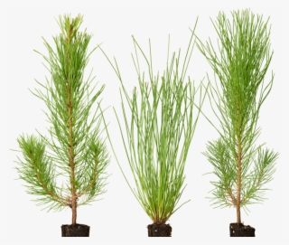 Seedling Png #6552263