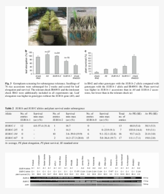 Sub1a And Sub1c Expression In Submerged Seedling Leaves #6552778