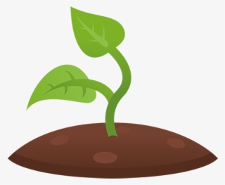 Seedling Clipart Plant Shoot #6552907