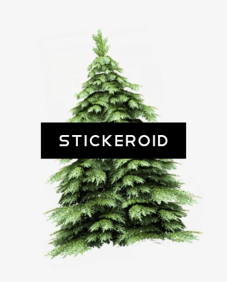 Fir-tree #6553705