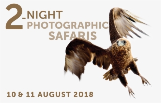 31 May 2018mabula Photo Safari Package 800×500 August #6556781