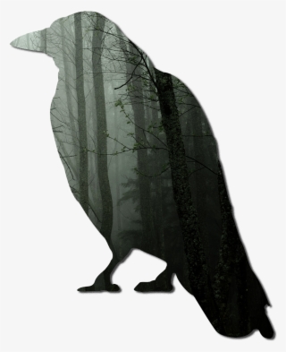 Eagle Feather Png #6556977