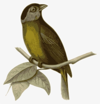 Bird In The Tree Drawing Bald Eagle Moss-backed Tanager #6557167