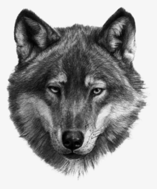 Wolf #6558187 Wolf #6558187
