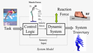 Gymnastics Research - #6566027