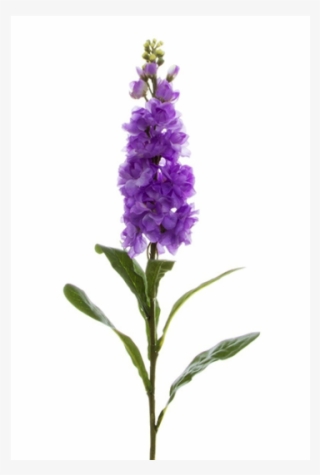 Flower Stem Png #6567433