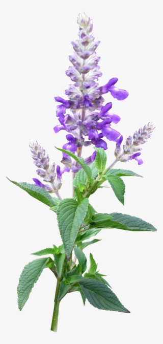 Flower Stem Purple #6567881
