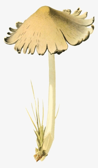 Dibujos Pintados A Mano Transparente Png Decorativo #6570443