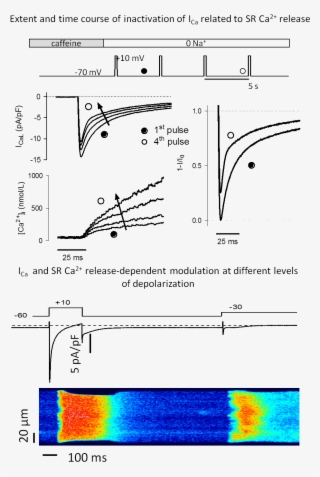 The Strength Of The Heart Beat Is Regulated By A Short-lived #6570561