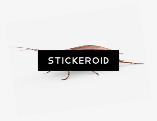 Large Cockroach #6574421