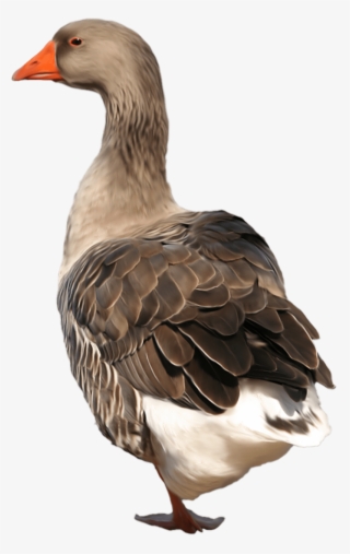 Goose #6579404