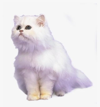 Cat,emoji,real,db 图层11 #6580371