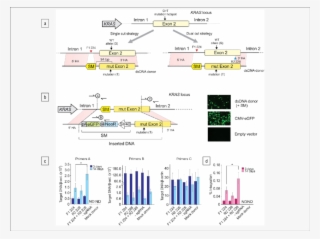 The Envisioned Dual Cut Strategy Versus The Traditional #6581061