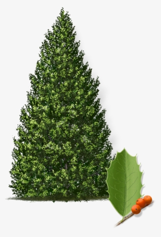 Eagleston Holly Tree #6581283 Eagleston Holly Tree #6581283